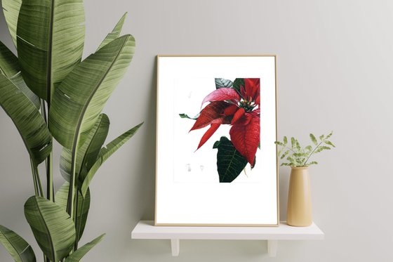 Poinsettia