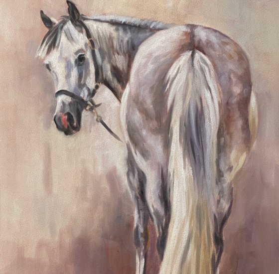 Otto - Dapple Grey Horse