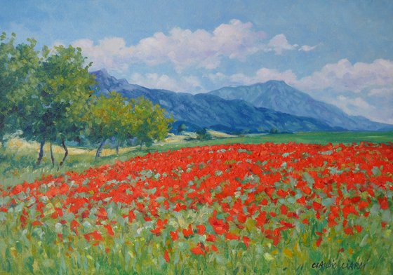 Field of poppies in Provence