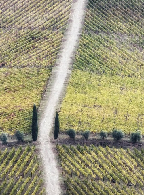 Geometric vineyards by Karim Carella