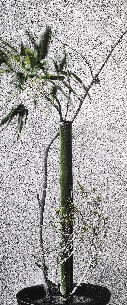 Boundary#001-Bamboo, cedar, Rhododendron tschonoskii by Keiichiro Muramatsu