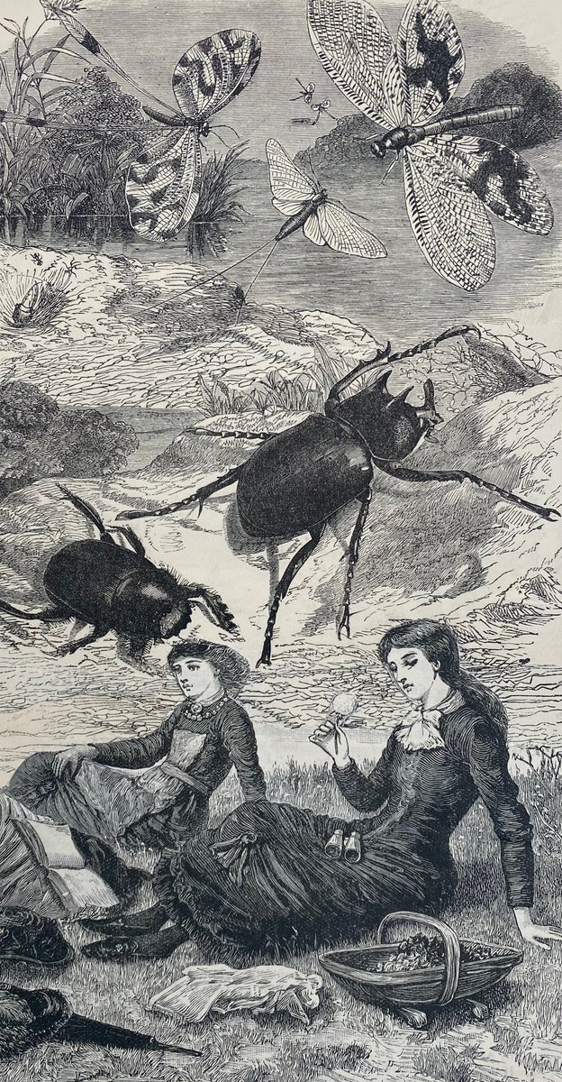 Surrealistic Portrait Collage By Tudor Evans, 5 X 9", Dragonfly And Beetle, Original Artwork