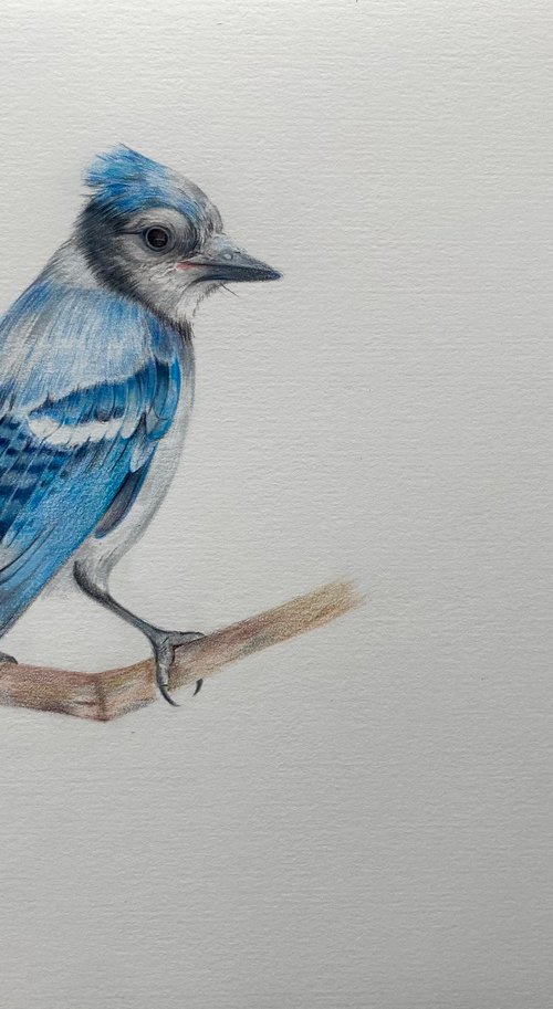 Jay bird in colour pencil by Bethany Taylor