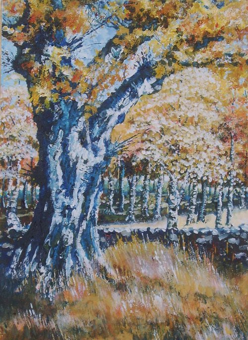 Old Silver Birch in Autumn by Max Aitken