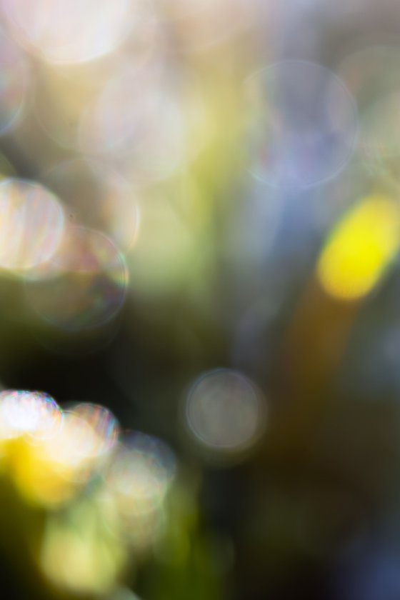 Mossy Awe - with passepartout