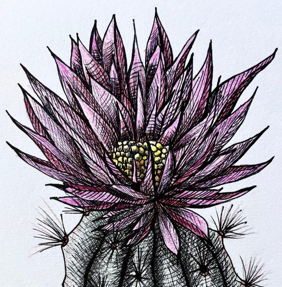 CACTUS WITH PINK FLOWERS