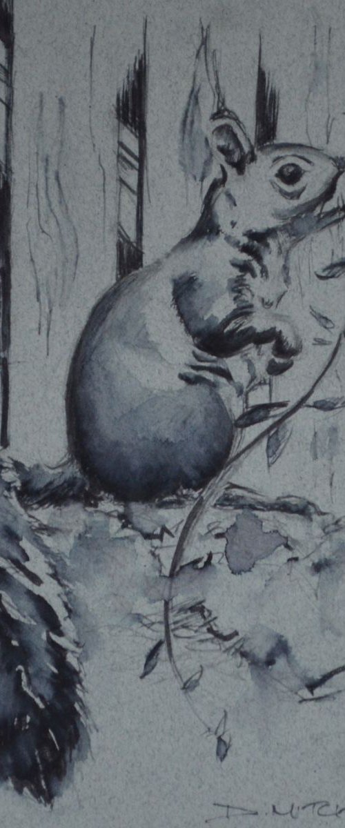 Grey Squirrel Ink Sketch by Denise Mitchell
