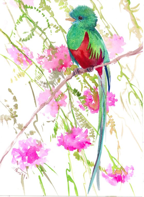 Quetzal Bird