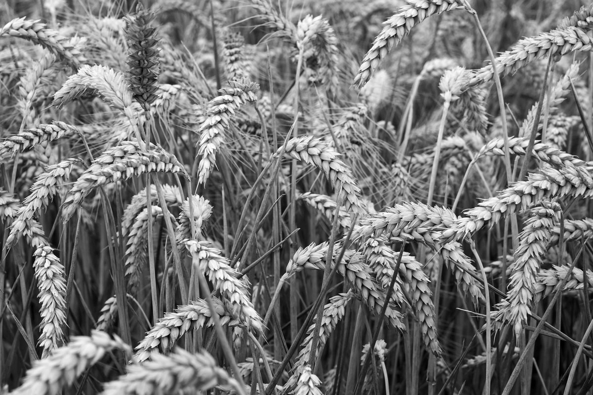 Ears of Wheat by Alex Cassels