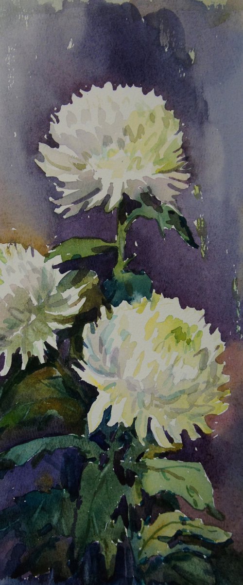 Chrysanthemums by Elena Sanina