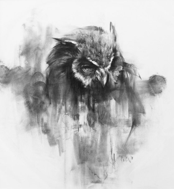 owl 031