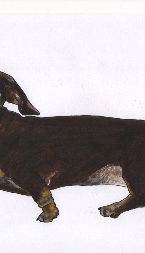 Sausage Dog, Dachshund by Paul Nelson-Esch