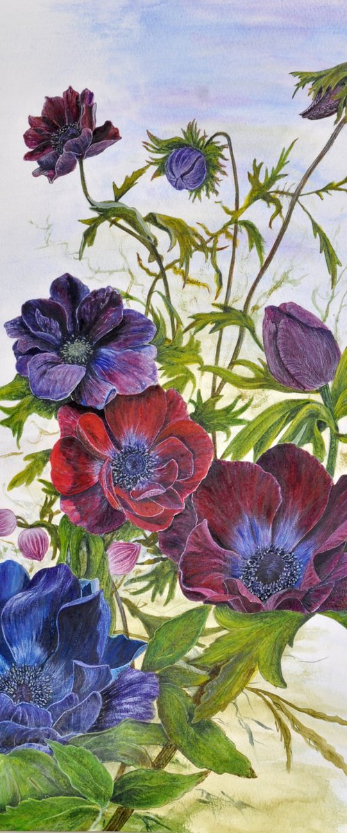 Anemones by Asuman Tepe