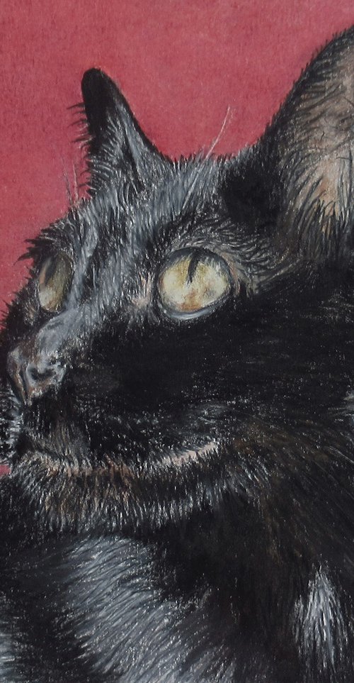 Morning Cat by Nina Elaine Thompson