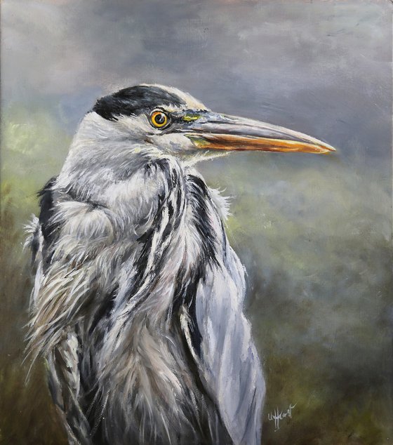 Grey Heron Ardea cinerea