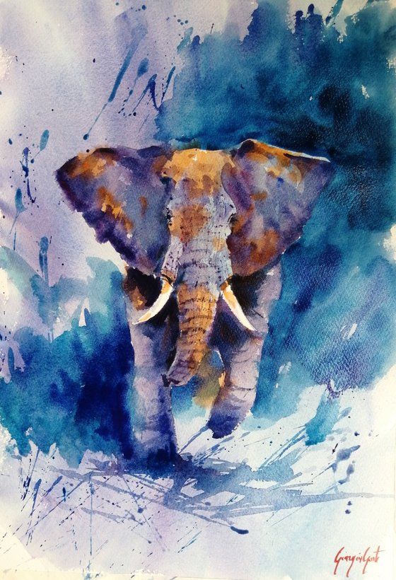 elephant 17