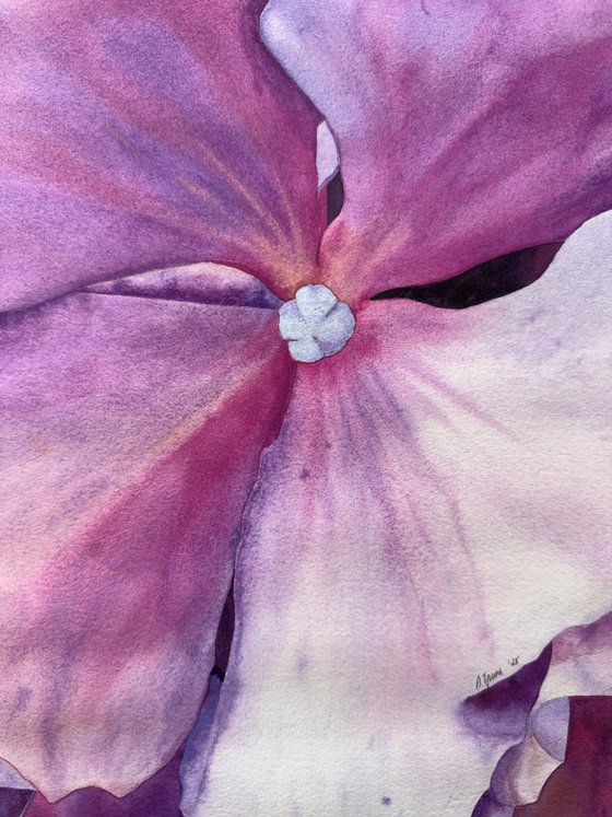 Miss Hydrangea