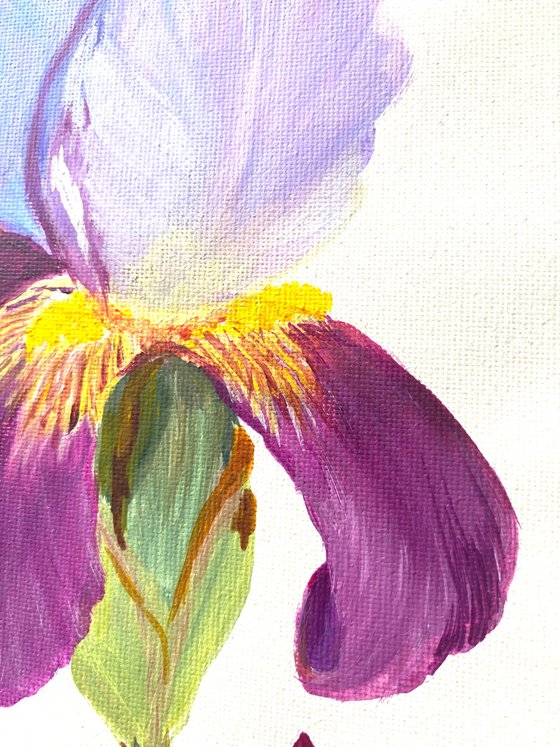 Iris flower