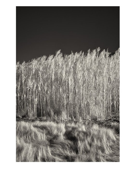 Saltmeadow Cordgrass and Common Reed