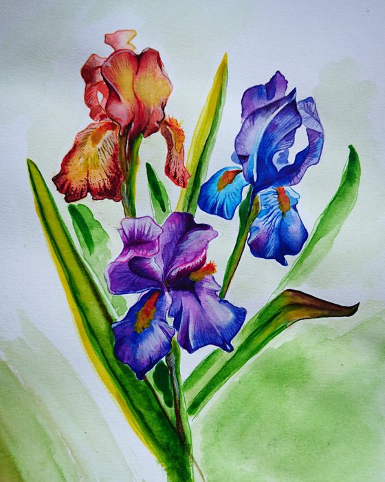 Irises