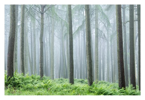 June Forest by David Baker