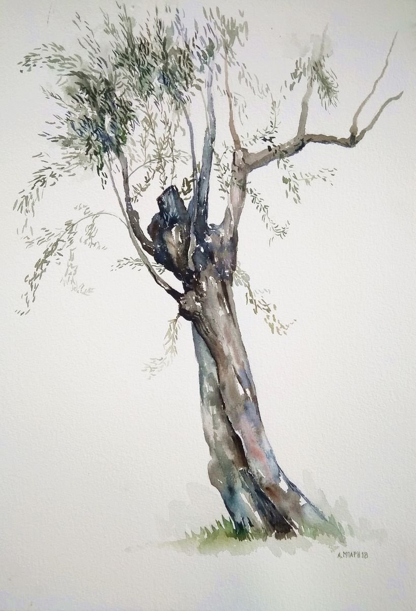 Olive tree by Alexandra Bari