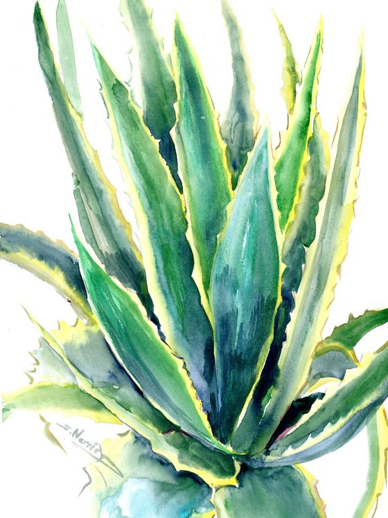 Agave