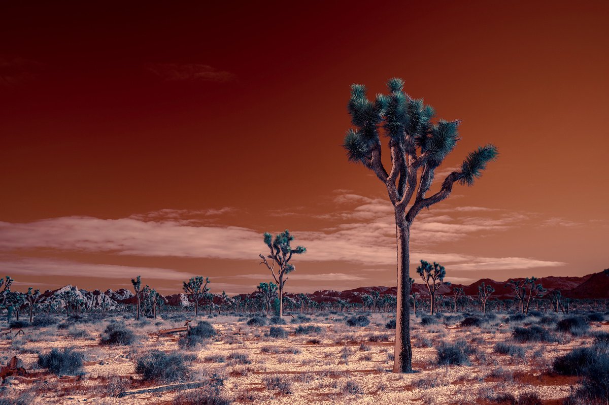 Sunrise after a Snowstorm by Mark Hannah