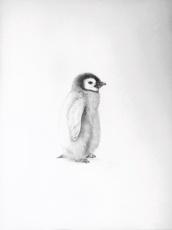 Penguin chick