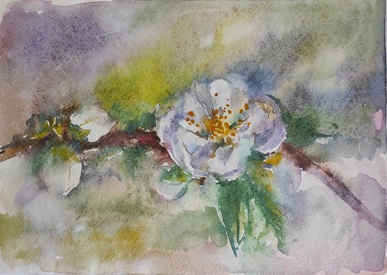 Apple blossom - original watercolor