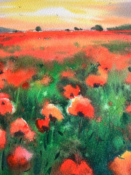 Poppy field at sunset