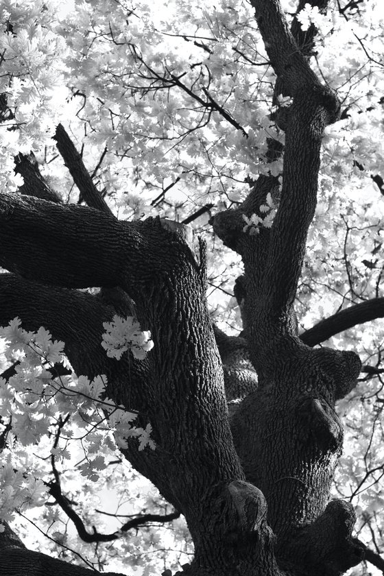 #73 Florence Nature - white tree