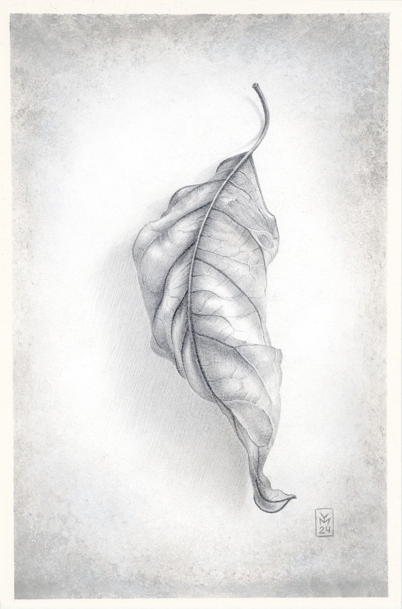 Graphic Botanical Drawing By Yuliia Moiseieva, 7 X 11", Curl Up, Original Artwork