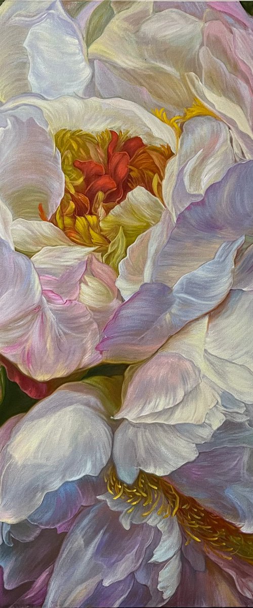 White peonies in a cold color by Elena