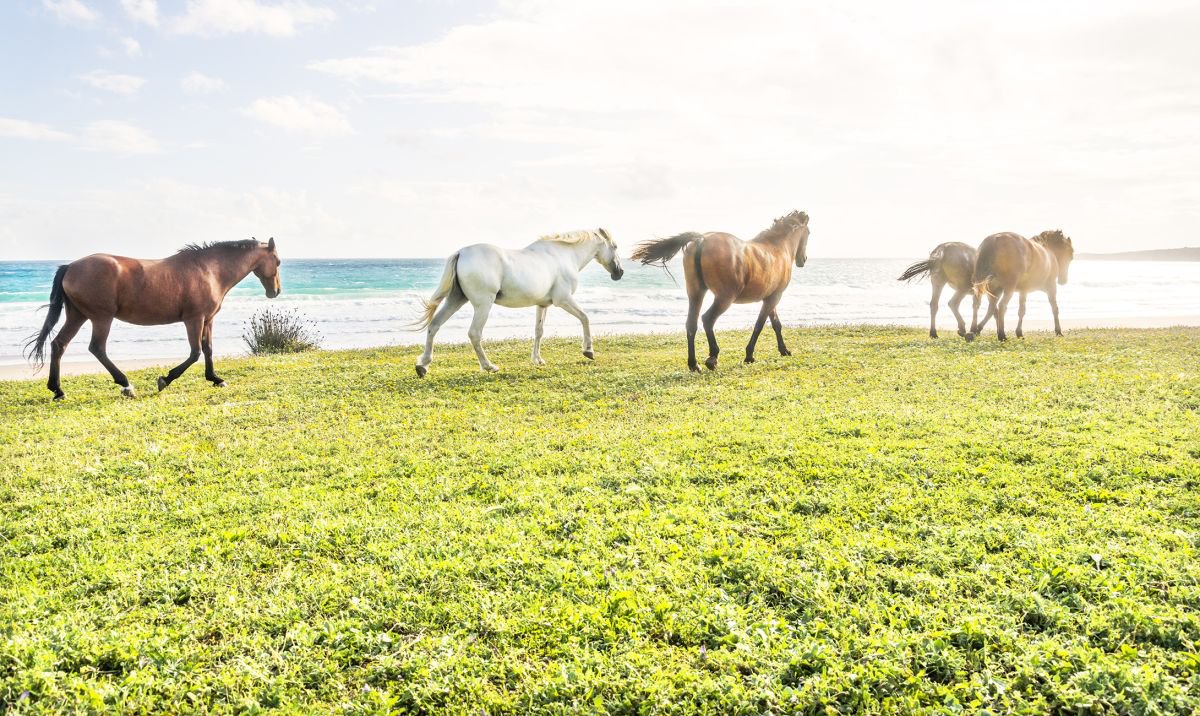 BEACH HORSES 1. by Andrew Lever