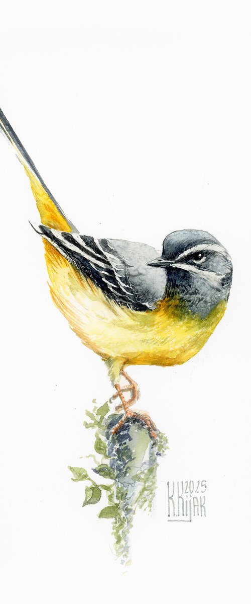 Grey wagtail by Karolina Kijak