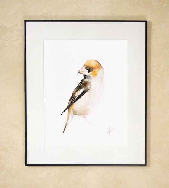 Hawfinch (Coccothraustes coccothraustes)