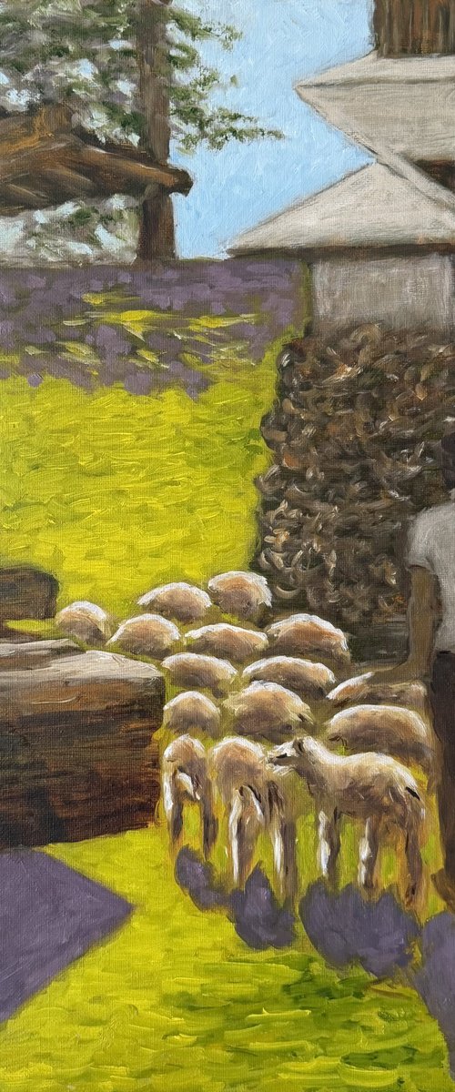 Sheep being taken to graze by Uma  Krishnamoorthy