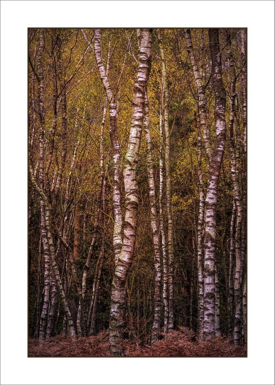 Silver Birch