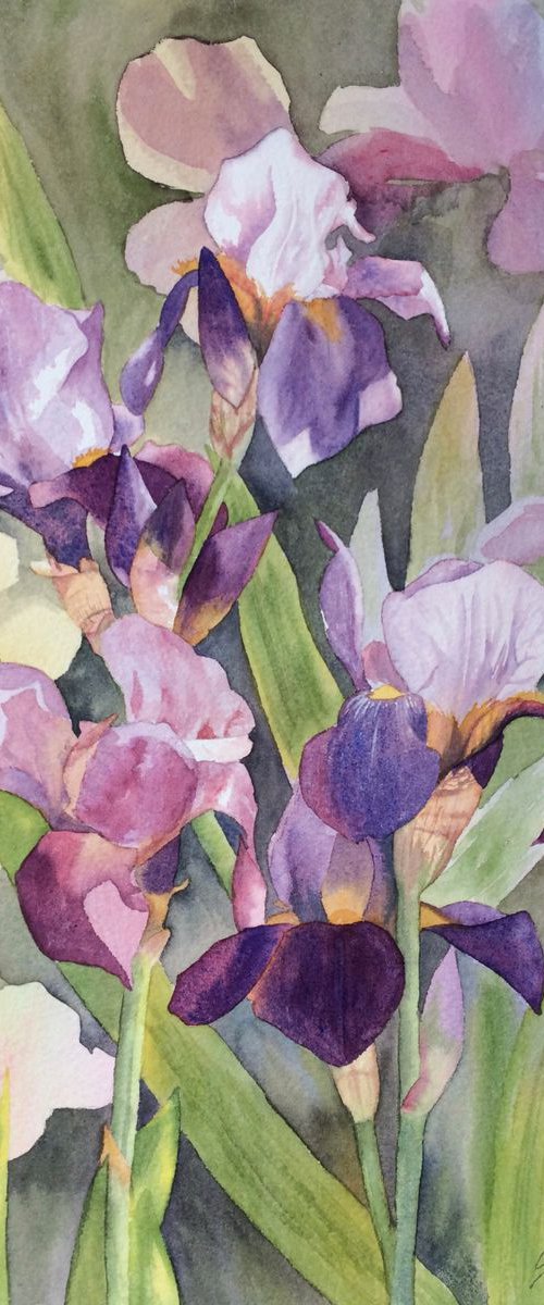 Irises by Silvie Wright