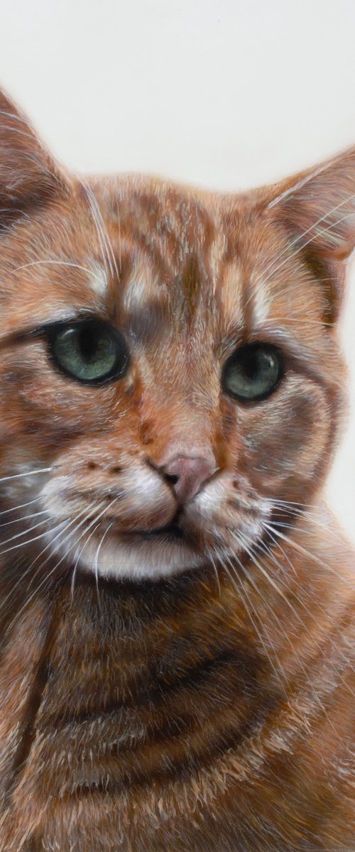 Orange Cat Rule by Maria Arias