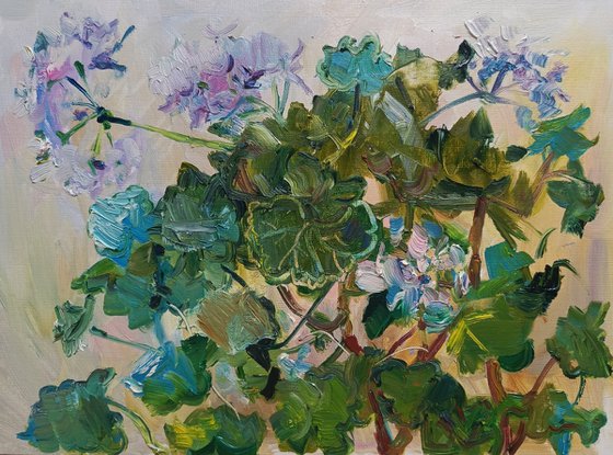 Decorative Geranium