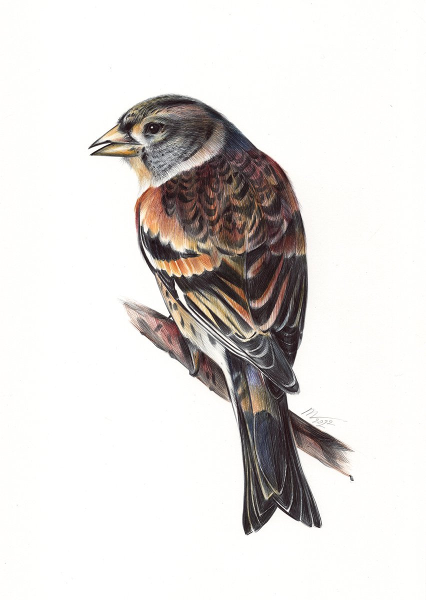 Brambling - Bird Portrait (Realistic Ballpoint Pen Drawing) by Daria Maier