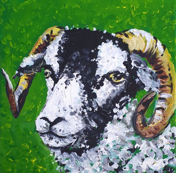 "Swaledale sheep II"