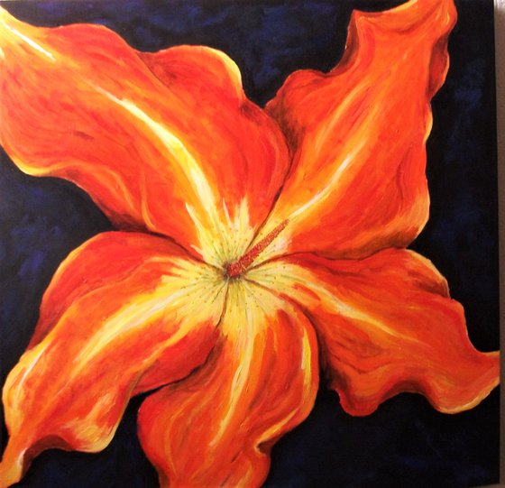 Flaming Hibiscus