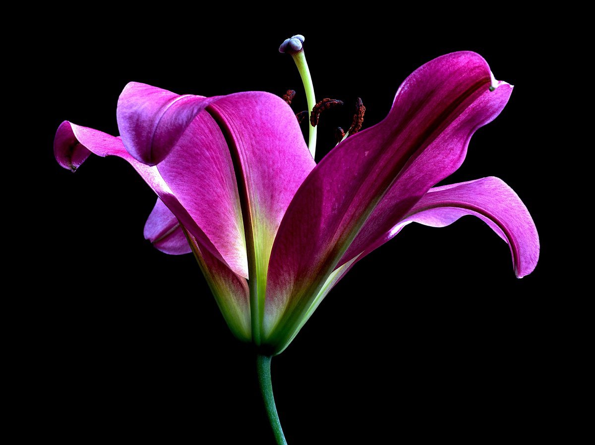 Botanical Photograph By Nadia Culph, 31 X 24", Pink Oriental Trumpet Lily, Original Artwork