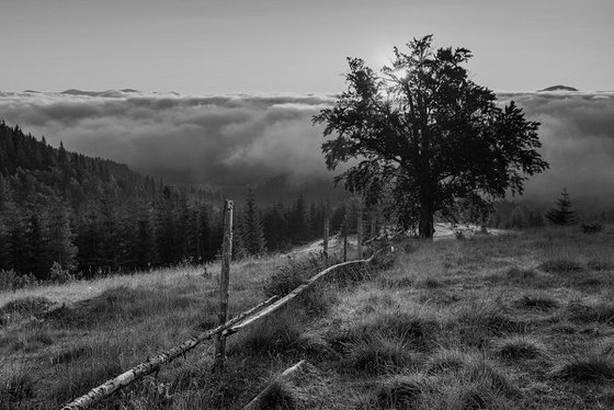 Morning on the meadow.