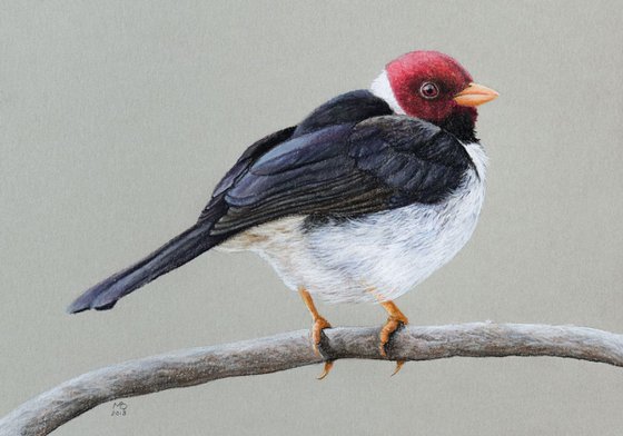 Original pastel drawing "Yellow-billed Cardinal"