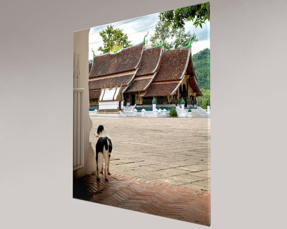 Temple Dogs of Laos No.4