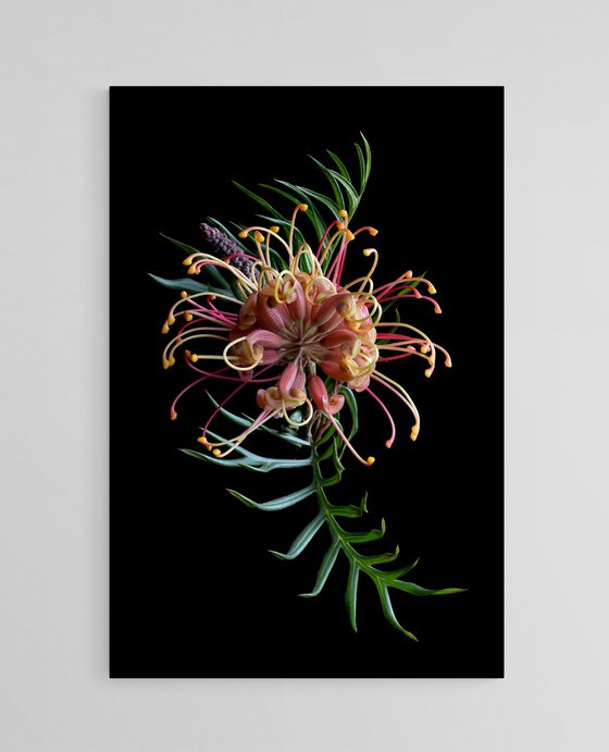 Grevillea Superb